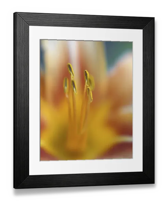 Framed Print : Day lily abstract Framed Print : Day lily abstract