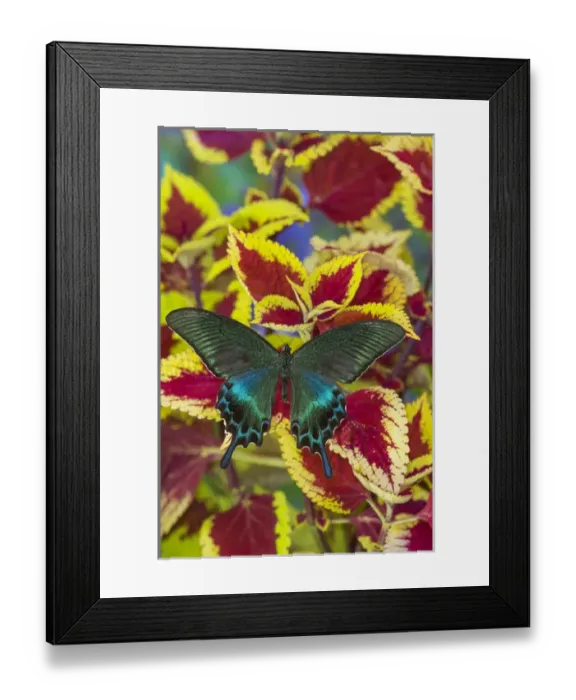 Framed Print : The Common Peacock Swallowtail Butterfly, Papilio bianor Framed Print : The Common Peacock Swallowtail Butterfly, Papilio bianor
