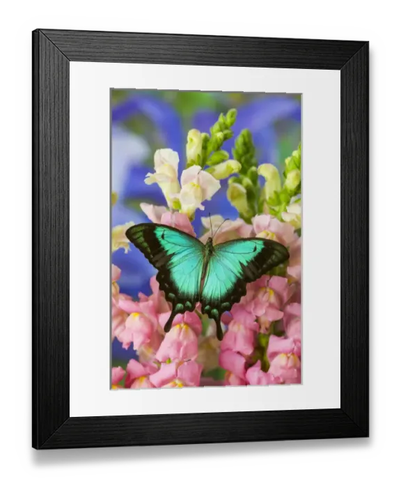 Framed Print : Sea Green Swallowtail Butterfly, Papilio lorquinianus