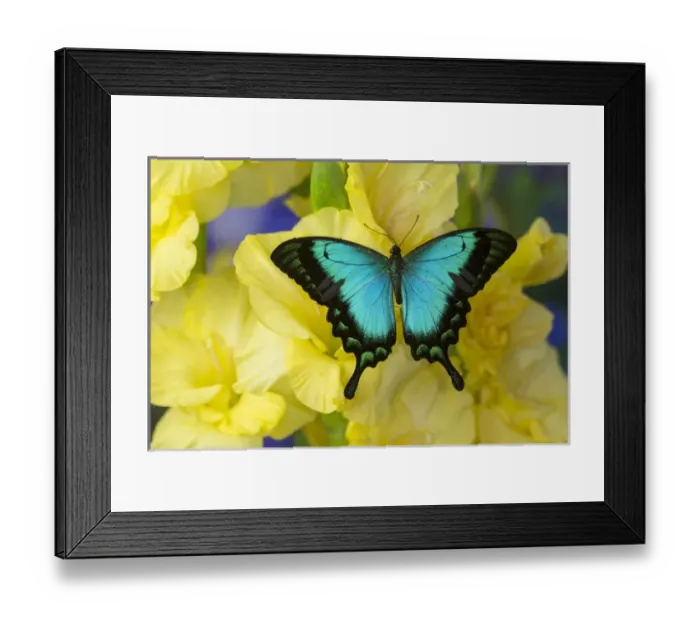 Framed Print : Sea Green Swallowtail Butterfly, Papilio lorquinianus Framed Print : Sea Green Swallowtail Butterfly, Papilio lorquinianus