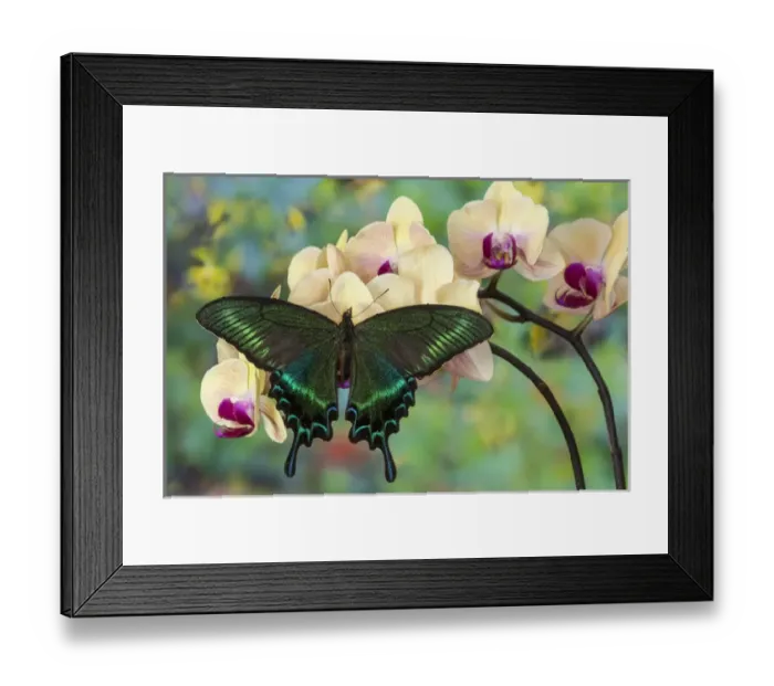Framed Print : Alpine Black Swallowtail Butterfly, Papilio maackii