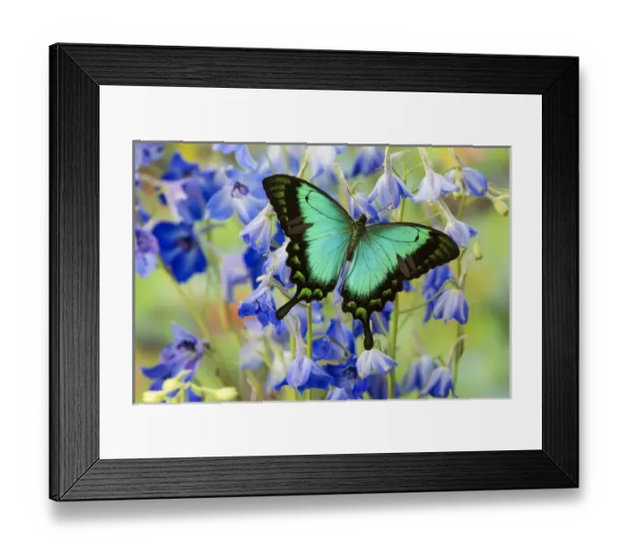 Framed Print : Sea Green Swallowtail Butterfly, Papilio lorquinianus Framed Print : Sea Green Swallowtail Butterfly, Papilio lorquinianus