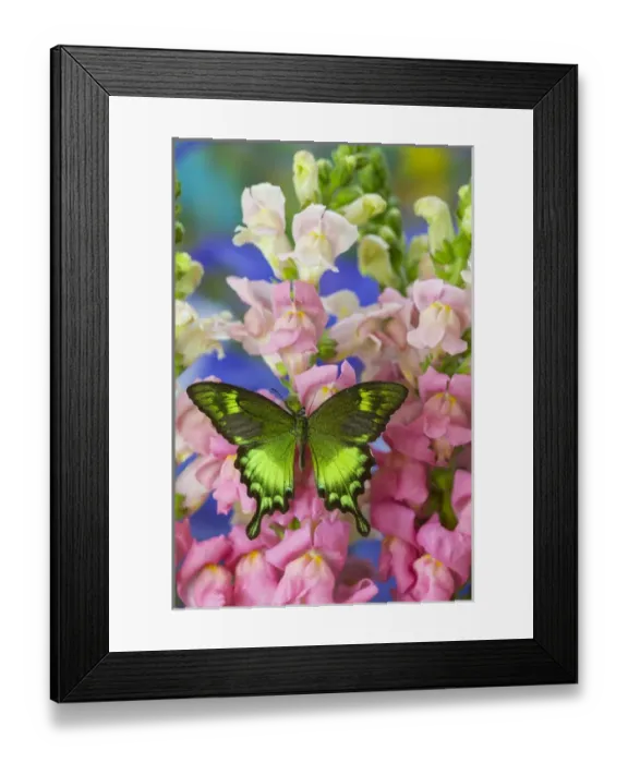 Framed Print : Green Swallowtail Butterfly Papilio neumogeni Framed Print : Green Swallowtail Butterfly Papilio neumogeni