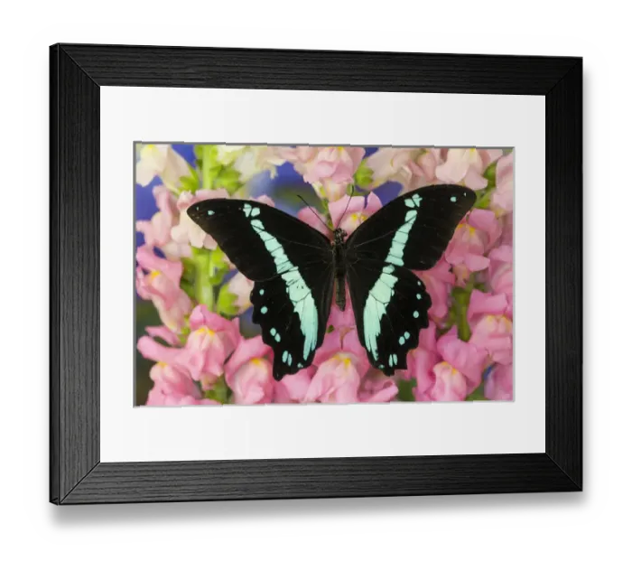 Framed Print : Green-banded Swallowtail or African Blue-banded Swallowtail Butterfly, Papilio nireus Framed Print : Green-banded Swallowtail or African Blue-banded Swallowtail Butterfly, Papilio nireus