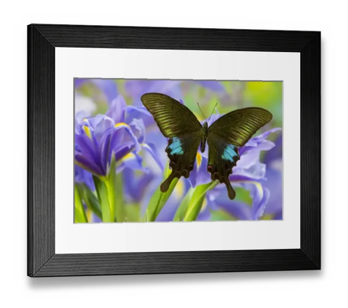 Framed Print : The Common Peacock Swallowtail Butterfly, Papilio Polyctor Framed Print : The Common Peacock Swallowtail Butterfly, Papilio Polyctor