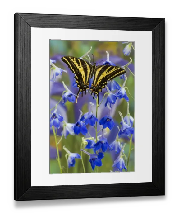 Framed Print : Three-tailed Tiger Swallowtail Butterfly, Papilio pilumnus Framed Print : Three-tailed Tiger Swallowtail Butterfly, Papilio pilumnus