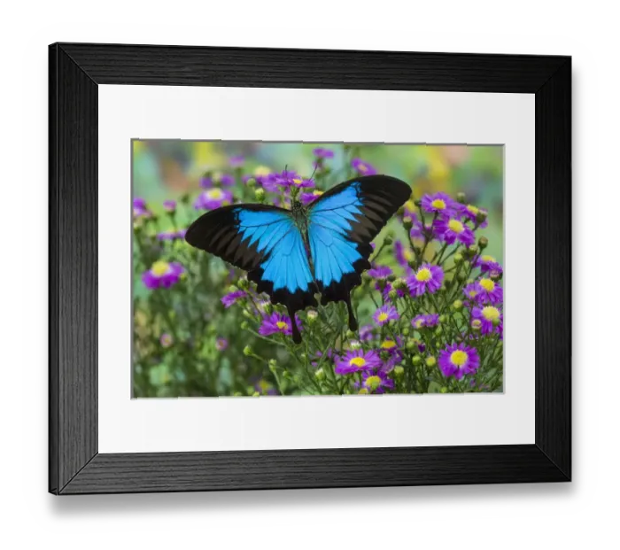 Framed Print : Mountain Blue Swallowtail of Australia, Papilio ulysses Framed Print : Mountain Blue Swallowtail of Australia, Papilio ulysses