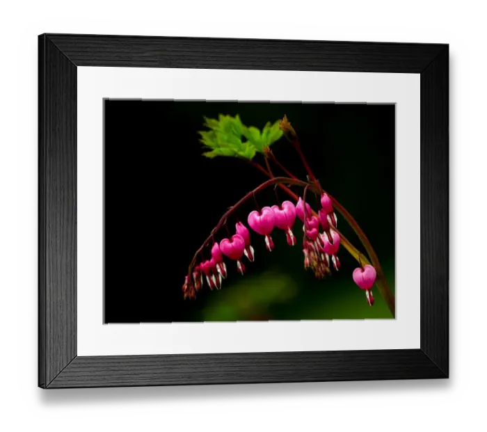 Framed Print : A bright bleeding heart flower against a dark background Framed Print : A bright bleeding heart flower against a dark background