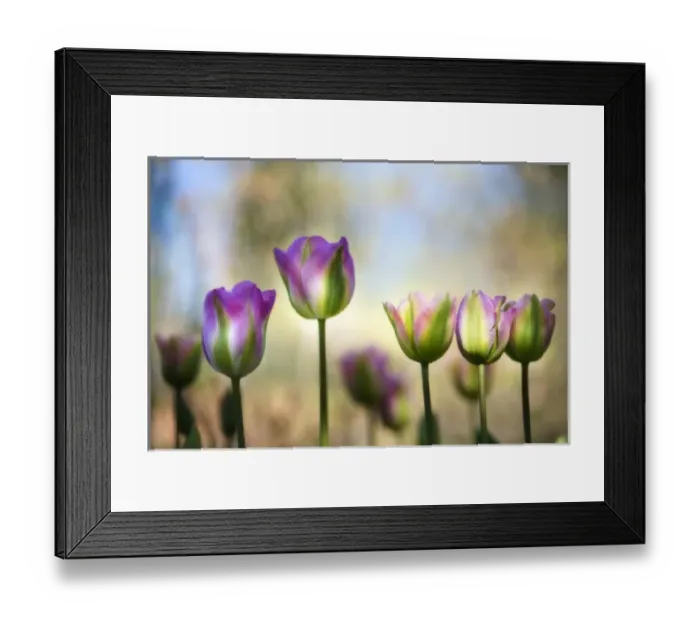 Framed Print : Colorful, diffused tulips Framed Print : Colorful, diffused tulips