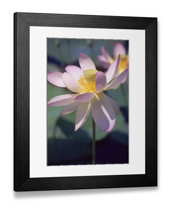 Framed Print : Lotus flower Framed Print : Lotus flower