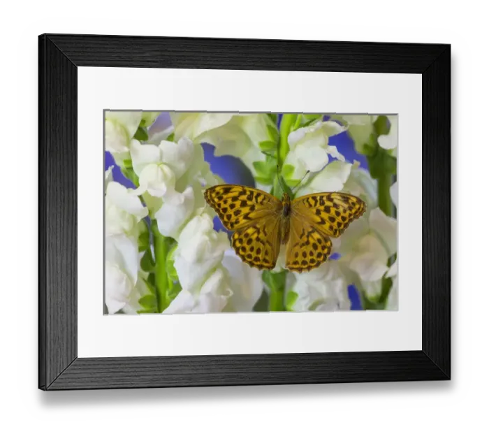 Framed Print : European Silver-washed fritillary Butterfly, Argynnis paphia butleri on Snapdragon Flower Framed Print : European Silver-washed fritillary Butterfly, Argynnis paphia butleri on Snapdragon Flower