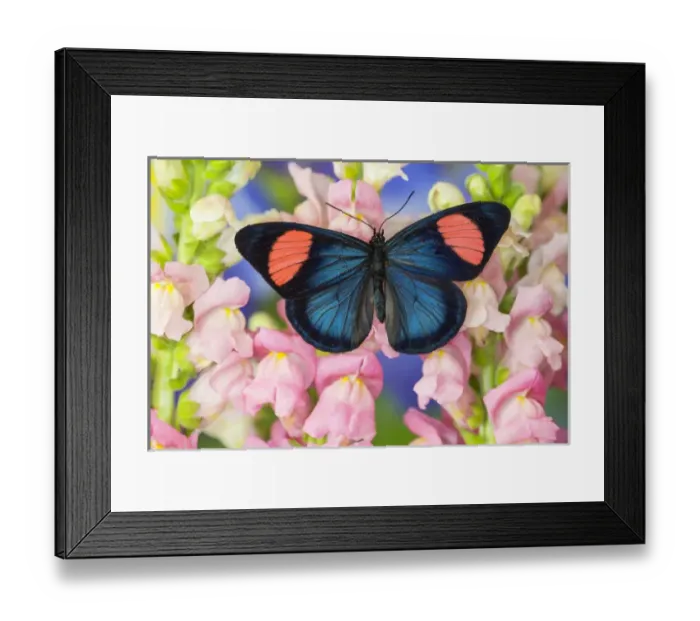 Framed Print : Painted Beauty Butterfly from the Amazon Region, Batesia hypochlora