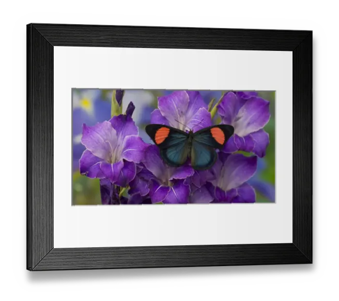 Framed Print : Painted Beauty Butterfly from the Amazon Region, Batesia hypochlora Framed Print : Painted Beauty Butterfly from the Amazon Region, Batesia hypochlora