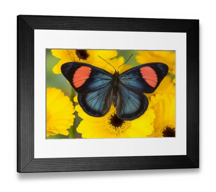 Framed Print : Painted Beauty Butterfly from the Amazon Region, Batesia hypochlora Framed Print : Painted Beauty Butterfly from the Amazon Region, Batesia hypochlora