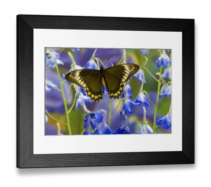 Framed Print : Madyes Swallowtail Butterfly, Battus madyes buechi wings open Framed Print : Madyes Swallowtail Butterfly, Battus madyes buechi wings open