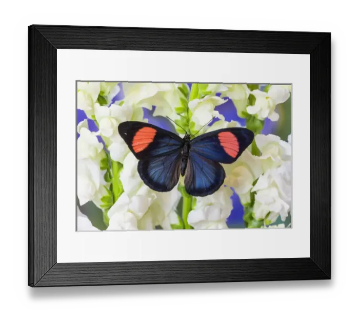 Framed Print : Painted Beauty Butterfly from the Amazon Region, Batesia hypochlora Framed Print : Painted Beauty Butterfly from the Amazon Region, Batesia hypochlora