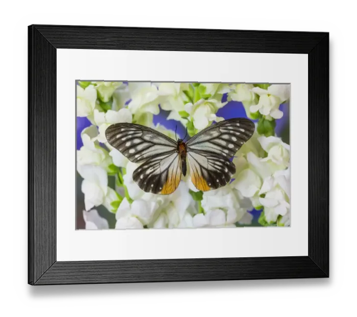 Framed Print : Butterfly Calinaga buddha, the Freak Framed Print : Butterfly Calinaga buddha, the Freak