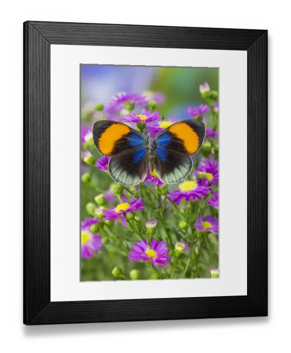 Framed Print : The star sapphire butterfly, callithea saphira Framed Print : The star sapphire butterfly, callithea saphira