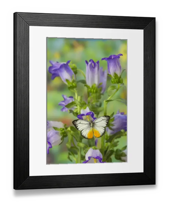 Framed Print : The Orange Gull butterfly, Cepora iudith malaya Framed Print : The Orange Gull butterfly, Cepora iudith malaya