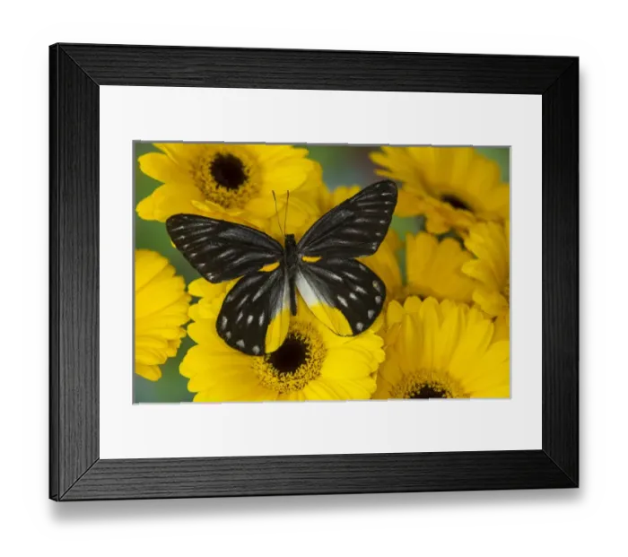 Framed Print : Jezebels Butterfly, Delias sp in the Pieridae family Framed Print : Jezebels Butterfly, Delias sp in the Pieridae family