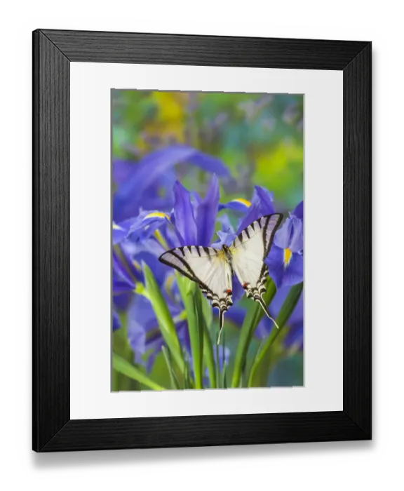 Framed Print : Zebra Swallowtail Butterfly, Eurytides agesilaus autosilaus Framed Print : Zebra Swallowtail Butterfly, Eurytides agesilaus autosilaus
