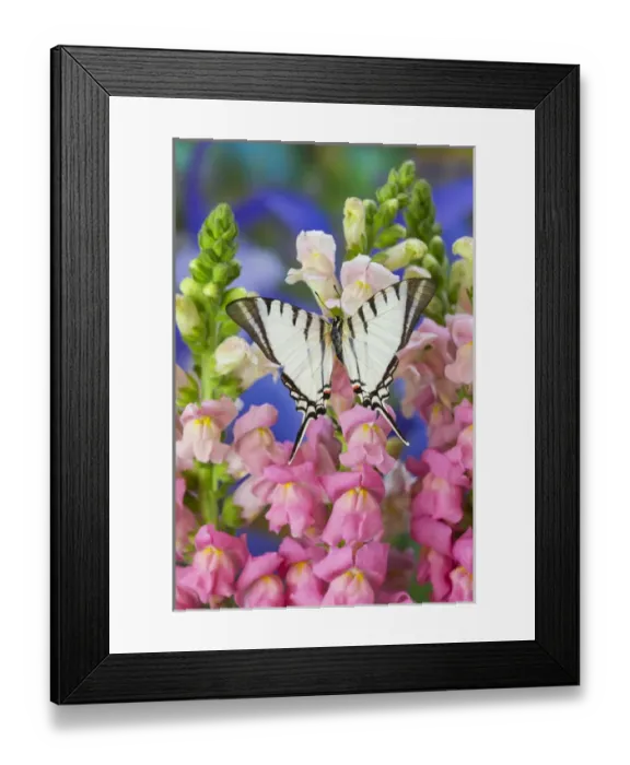 Framed Print : Zebra Swallowtail Butterfly, Eurytides agesilaus autosilaus Framed Print : Zebra Swallowtail Butterfly, Eurytides agesilaus autosilaus