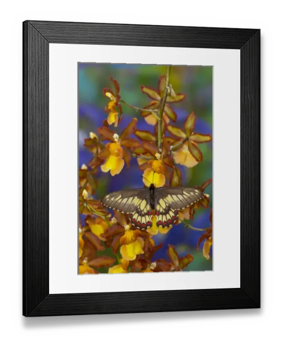 Framed Print : Butterfly Eurytides corethus in the Papilionidae family