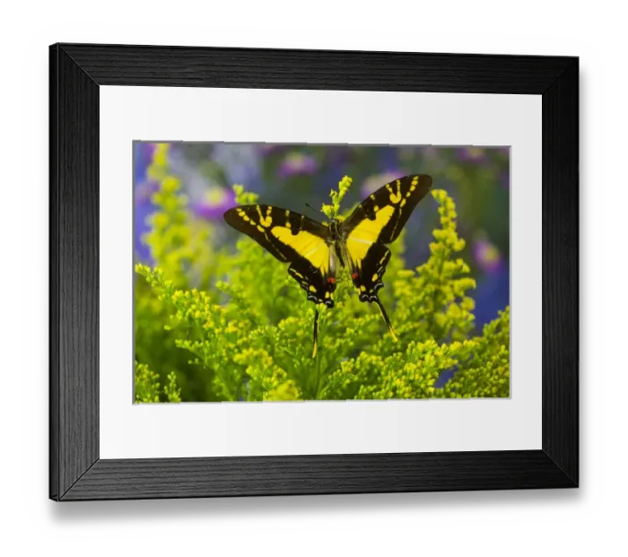Framed Print : The Orange Kite Swallowtail Butterfly, Eurytides thyastes
