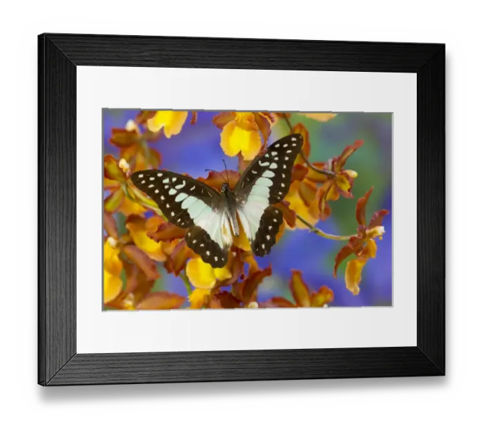 Framed Print : The Lesser Jay Butterfly, Graphium evemon orthia Framed Print : The Lesser Jay Butterfly, Graphium evemon orthia