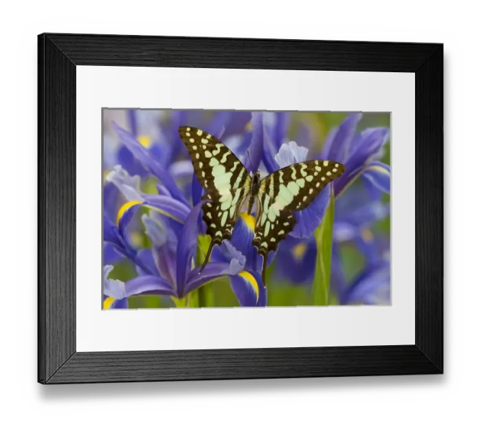 Framed Print : The Large Striped Swordtail Butterfly, Graphium antheus