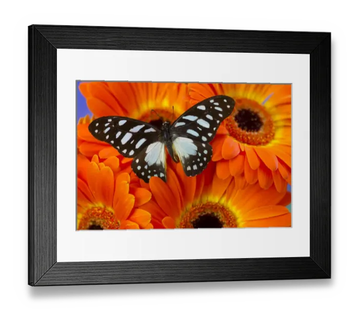 Framed Print : The Veined Swordtail Butterfly, Graphium leonidas Framed Print : The Veined Swordtail Butterfly, Graphium leonidas