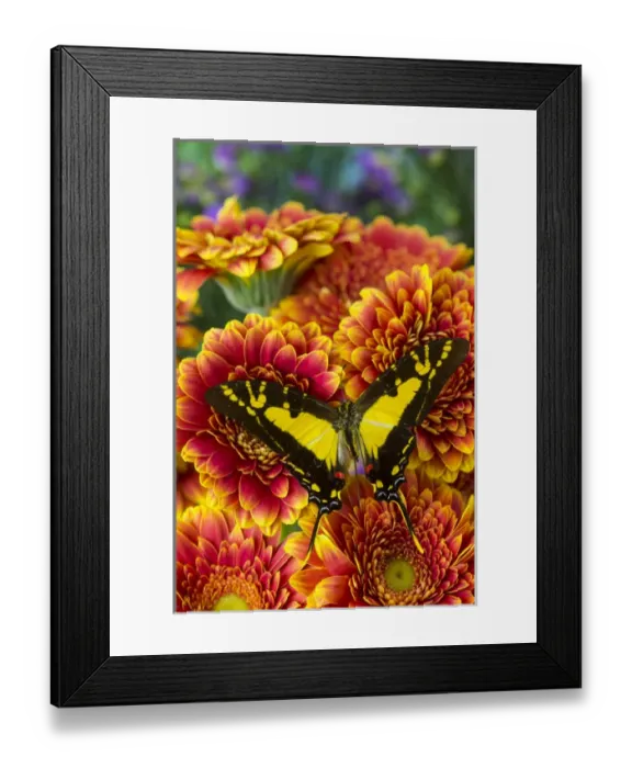 Framed Print : The Orange Kite Swallowtail Butterfly, Eurytides thyastes Framed Print : The Orange Kite Swallowtail Butterfly, Eurytides thyastes