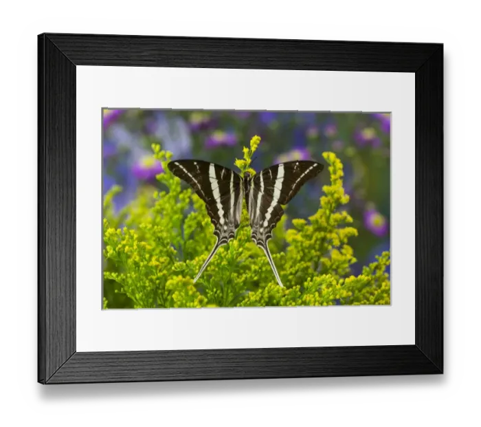 Framed Print : Rhesus Swallowtail Butterfly, Graphium rhesus