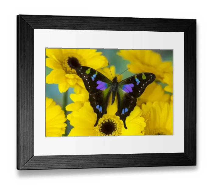 Framed Print : Purple spotted Swallowtail butterfly, Graphium weiski
