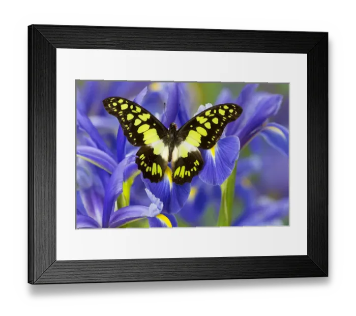 Framed Print : The Electric Green Swallowtail Butterfly, Graphium tyndereus Framed Print : The Electric Green Swallowtail Butterfly, Graphium tyndereus
