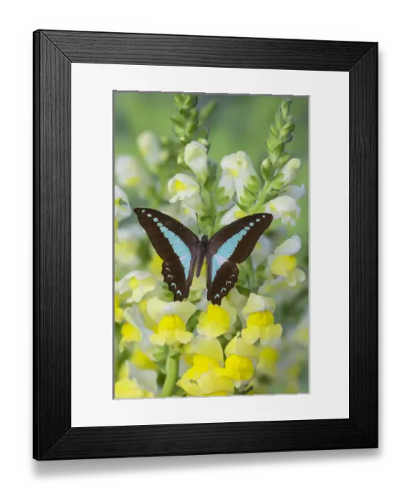 Framed Print : Blue Triangle Butterfly, Graphium sarpedon