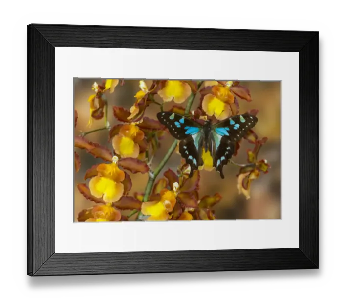 Framed Print : Butterfly Graphium Stresemanni Framed Print : Butterfly Graphium Stresemanni