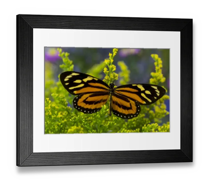 Framed Print : The Tropical Milkweed Butterfly, of Central and South America, Lycorea halia Framed Print : The Tropical Milkweed Butterfly, of Central and South America, Lycorea halia
