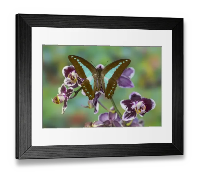 Framed Print : Blue Triangle Butterfly, Graphium sarpedon Framed Print : Blue Triangle Butterfly, Graphium sarpedon