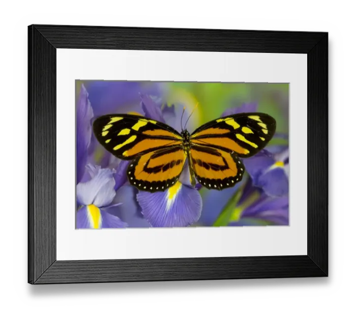 Framed Print : The Tropical Milkweed Butterfly, of Central and South America, Lycorea halia Framed Print : The Tropical Milkweed Butterfly, of Central and South America, Lycorea halia