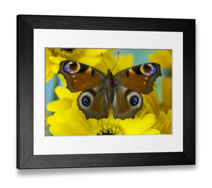 Framed Print : The European Peacock Butterfly, Inachis io Framed Print : The European Peacock Butterfly, Inachis io