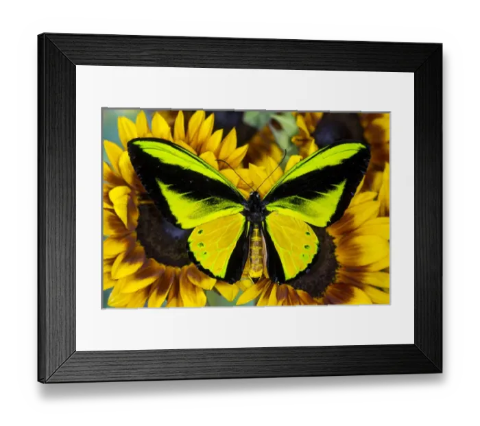Framed Print : The Goliath Birdwing Butterfly, Ornithoptera goliath samson Male Framed Print : The Goliath Birdwing Butterfly, Ornithoptera goliath samson Male