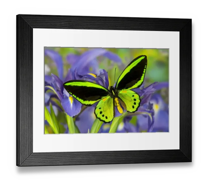 Framed Print : Common Green Birdwing or the Priams Birdwing, Male, Ornithoptera priamus priamus Framed Print : Common Green Birdwing or the Priams Birdwing, Male, Ornithoptera priamus priamus