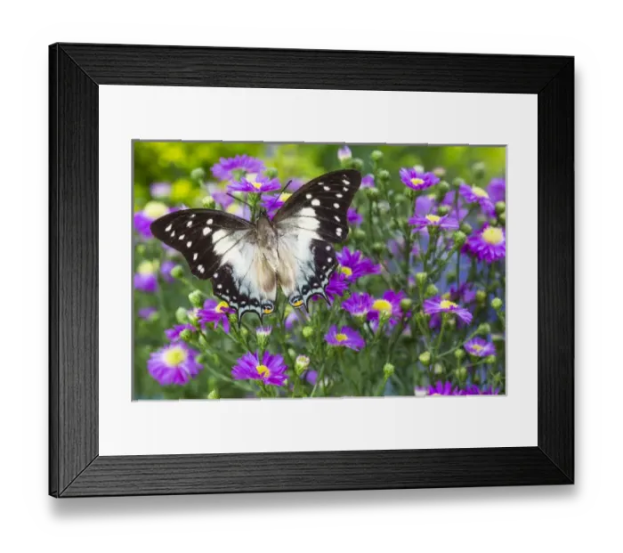 Framed Print : Leafwing Butterfly, Polyura cognatus subfamily of the Charaxinae Framed Print : Leafwing Butterfly, Polyura cognatus subfamily of the Charaxinae