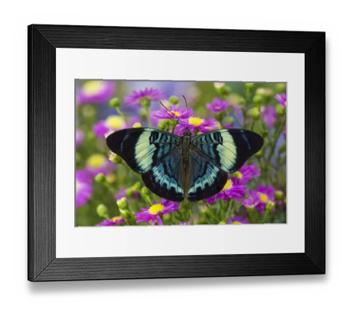Framed Print : The Procilla Beauty Butterfly, Panacea procilla Framed Print : The Procilla Beauty Butterfly, Panacea procilla