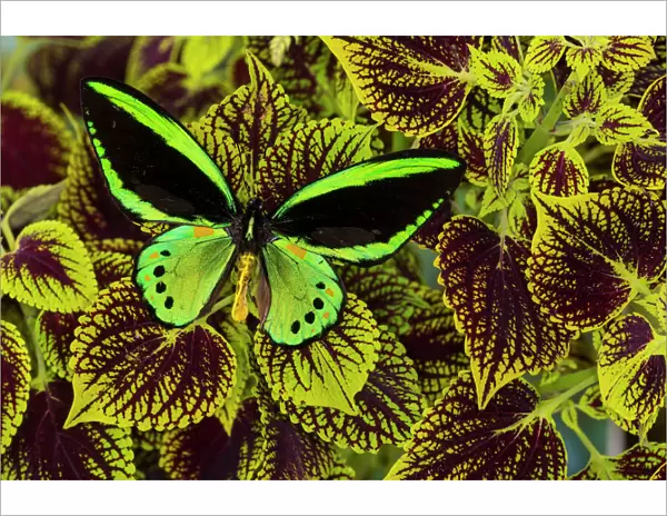 Common Green Birdwing or the Priams Birdwing, Male, Ornithoptera priamus priamus