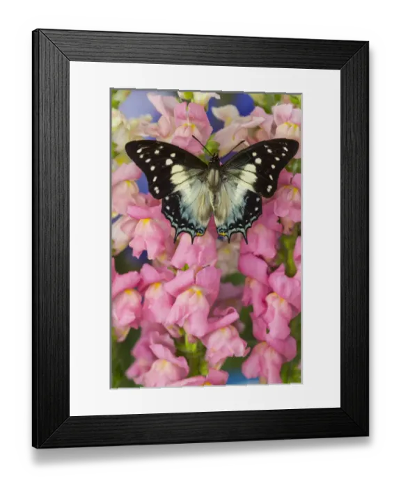 Framed Print : Leafwing Butterfly, Polyura cognatus subfamily of the Charaxinae