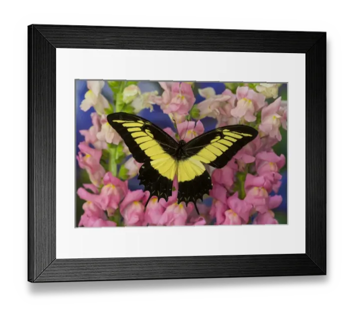 Framed Print : The Androgeus Swallowtail, Queen Page or Queen Swallowtail Butterfly, Papilio Androgeus
