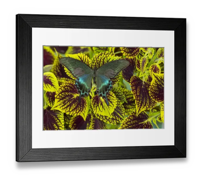 Framed Print : The Common Peacock Swallowtail Butterfly, Papilio bianor