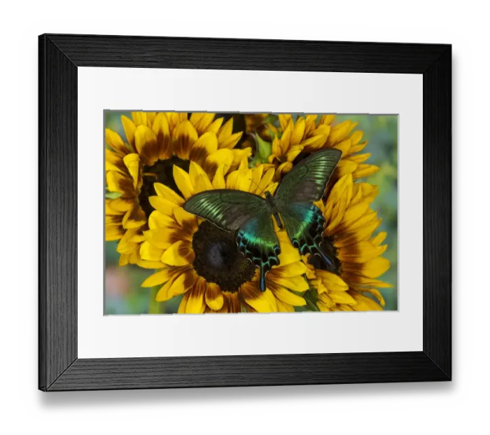 Framed Print : The Common Peacock Swallowtail Butterfly, Papilio bianor Framed Print : The Common Peacock Swallowtail Butterfly, Papilio bianor